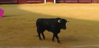 El toro 'Horneador', de Albarreal, que ha sido indultado hoy en Torremolinos. (FOTO: Agustín Hervás)